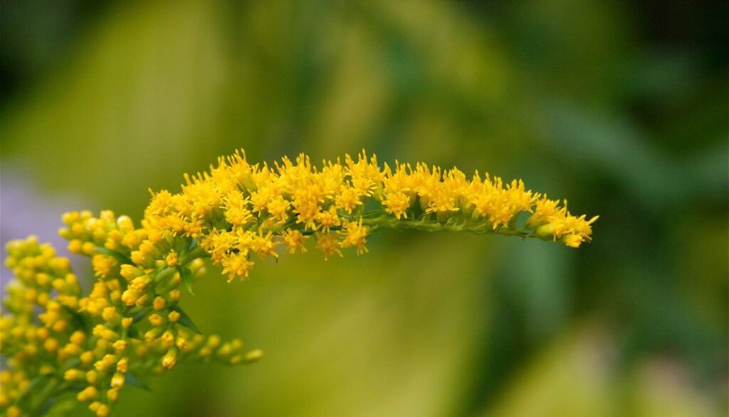 A close-up of a vibrant goldenrod flower with clusters of bright yellow blooms standing out against a blurred green background.