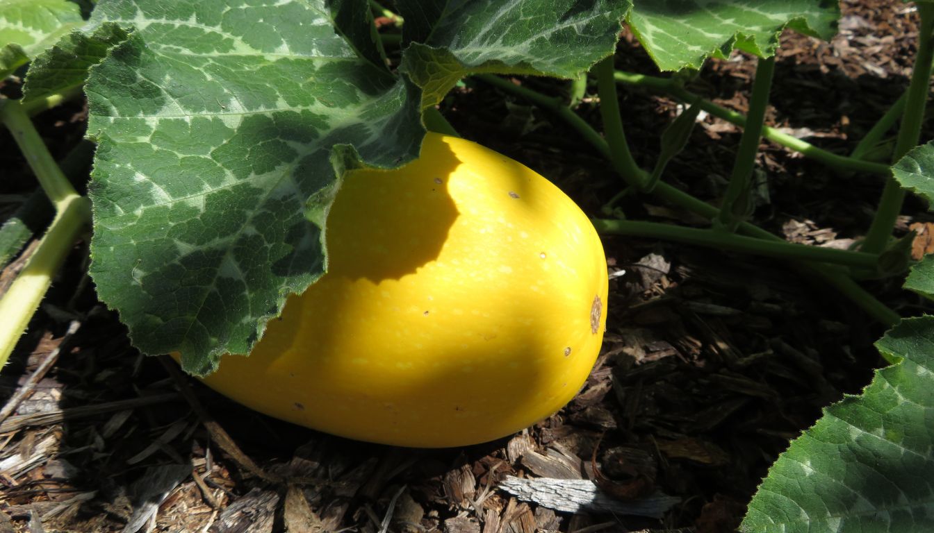 Growing Spaghetti Squash: Your Ultimate Garden Guide (2026)