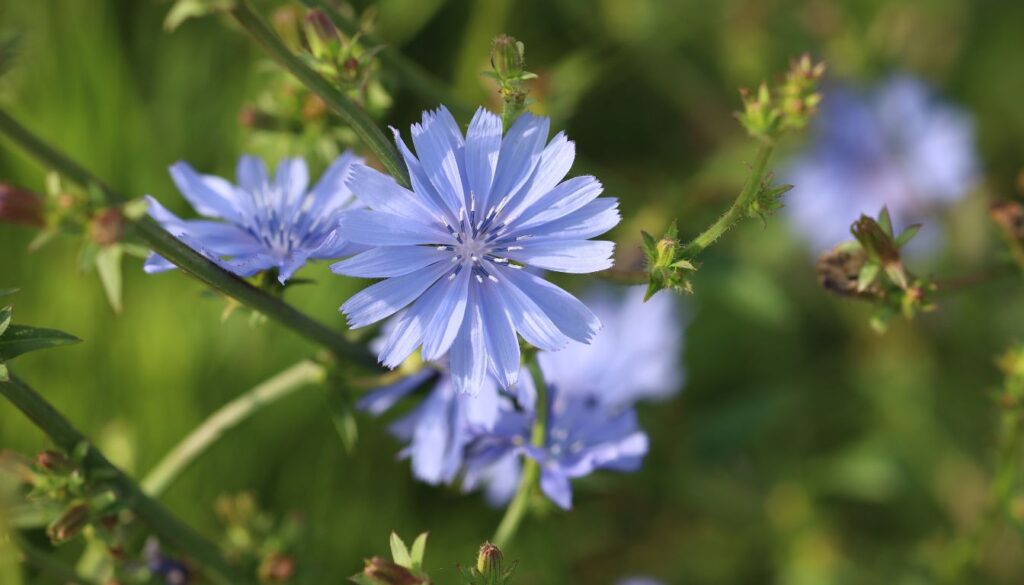 A lush garden with vibrant chicory plants displaying their bright blue flowers and leafy green foliage, thriving in natural sunlight.