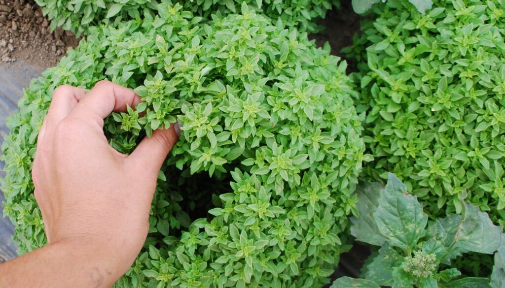 A thriving basil bush with vibrant green leaves growing in a decorative pot on a sunny kitchen windowsill.