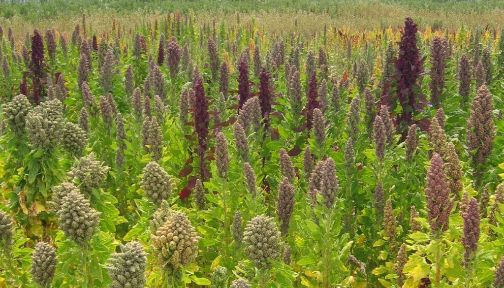 A close-up of quinoa plants growing in a garden, showcasing their green leaves and colorful seed heads in shades of red and yellow.