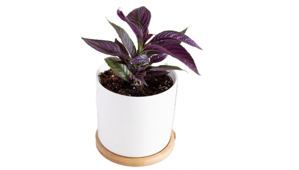 A Persian Shield plant with striking purple and silver leaves growing in a garden bed.