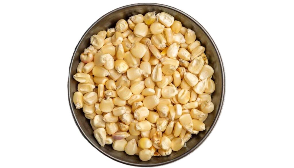A bowl of hominy kernels, plump and pale yellow, showcasing their unique texture and readiness for culinary use.