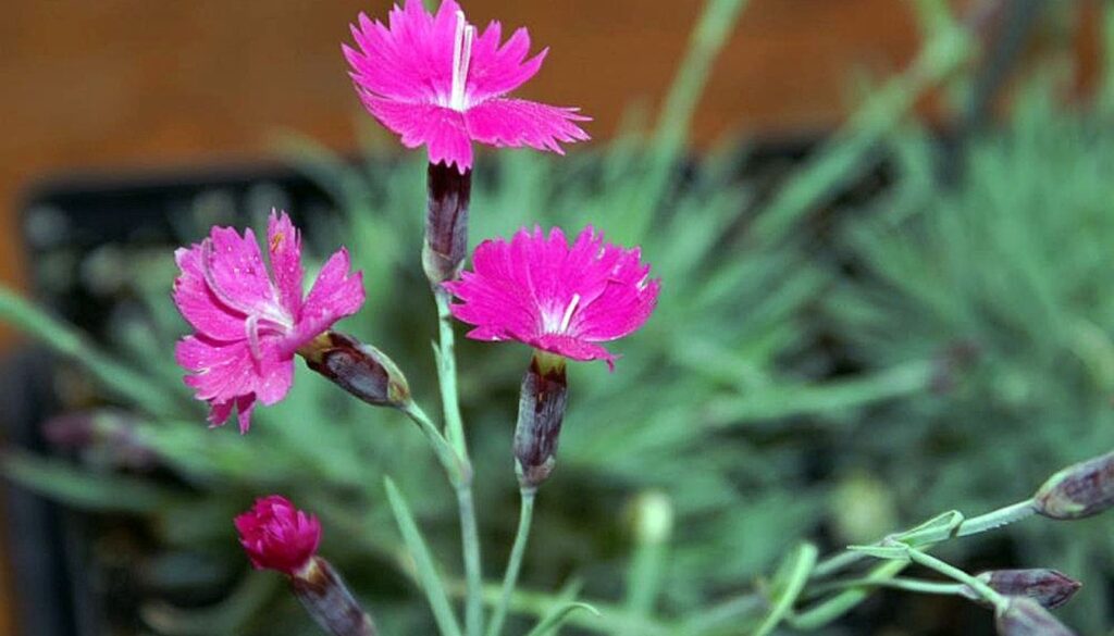 Bright clove pink flowers in full bloom, surrounded by lush green foliage in a sunlit garden.