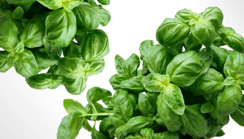 Fresh basil leaves neatly arranged on a baking tray, ready to be frozen for long-lasting freshness.