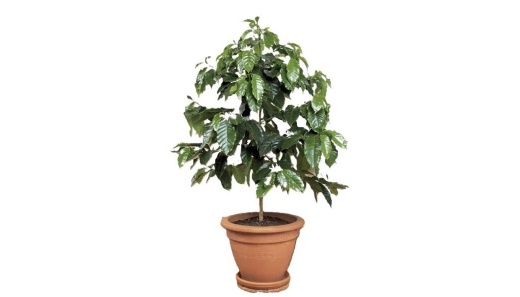 A thriving coffee plant with glossy green leaves in a terracotta pot, placed by a sunlit window indoors.