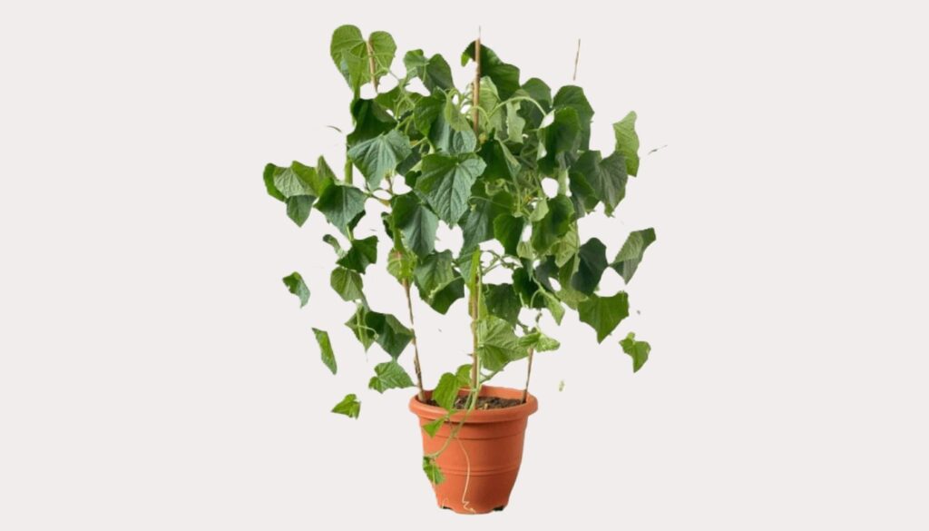 A thriving cucumber plant in a pot placed by a sunny window, supported by a small trellis for indoor growth.