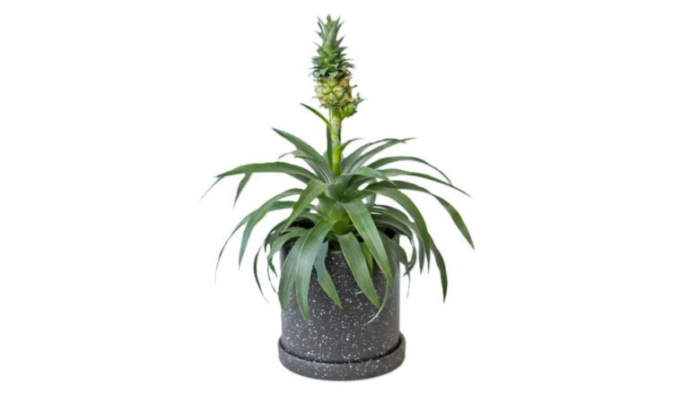 How To Grow Indoor Pineapple Plants: A Beginner's Guide (2025)