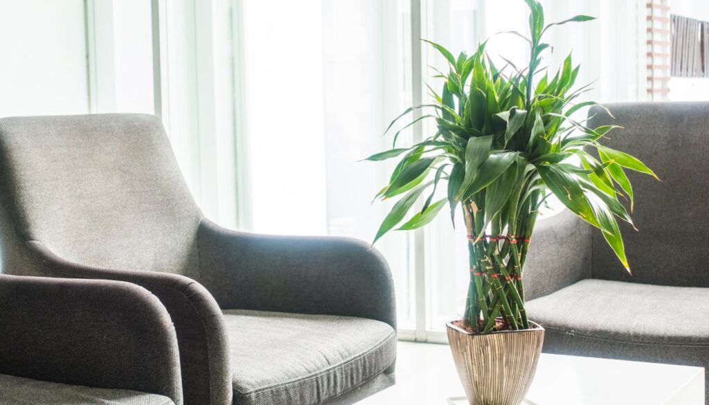 A bamboo plant being carefully repotted into a larger pot with fresh soil and gardening tools nearby.