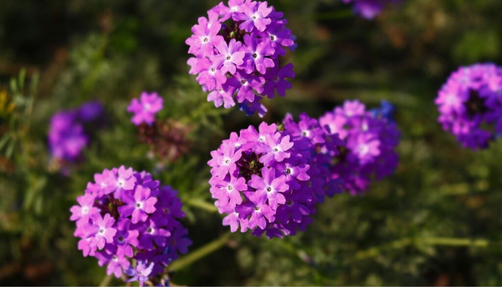 Vibrant clusters of purple perennial verbena flowers blooming in a well-maintained garden.