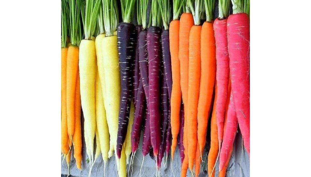Rainbow-colored carrots, including orange, yellow, purple, and red, with green tops, displayed in a row.