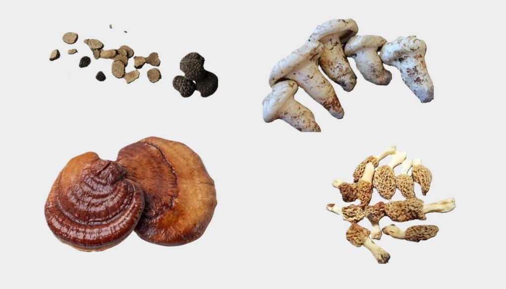 A collection of rare mushrooms, including truffles, matsutake, reishi, and morels, displayed against a rustic wooden backdrop.