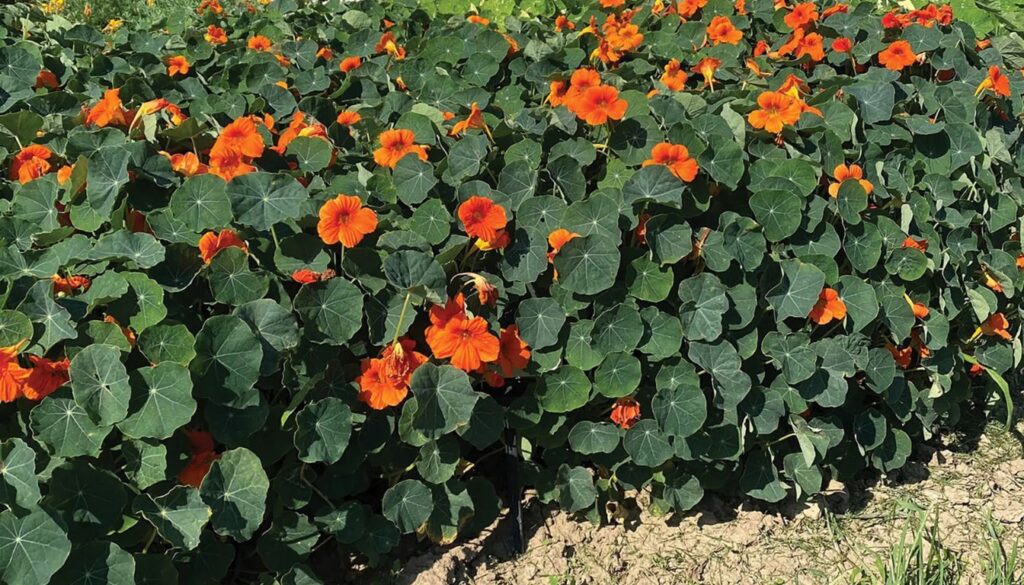 A vibrant garden featuring nasturtium plants with bold orange and yellow flowers, surrounded by lush greenery, showcasing their ornamental and edible qualities.