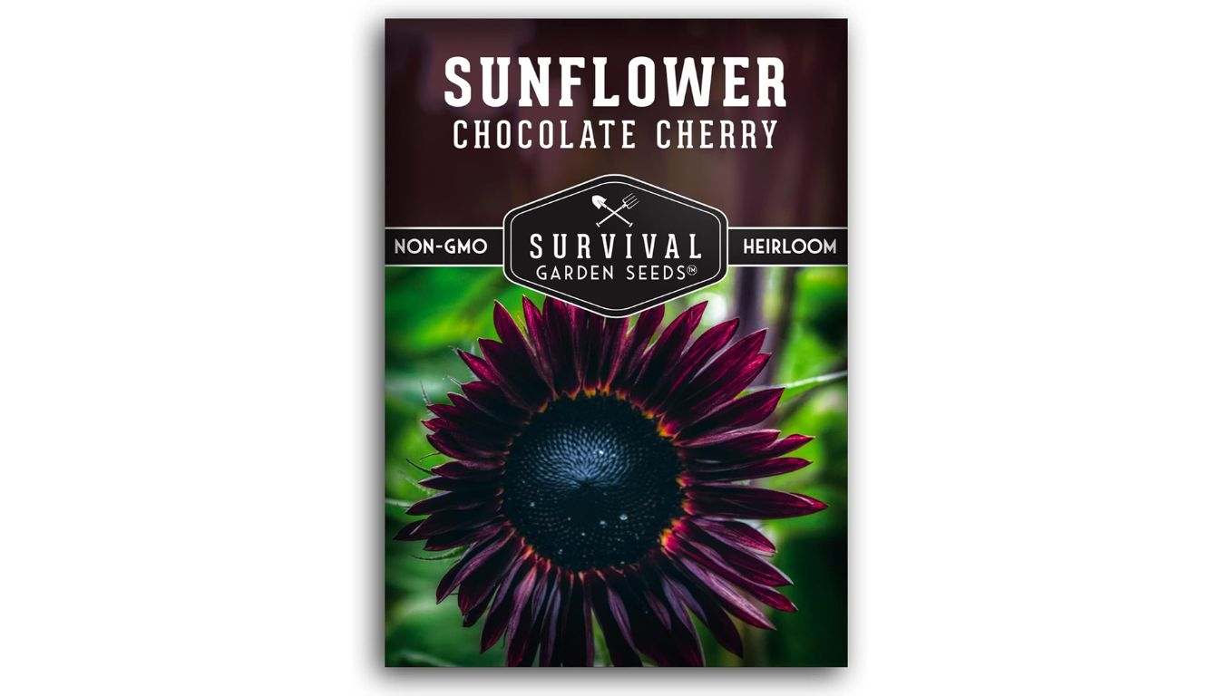 A packet of sunflower seeds labeled "Sunflower Chocolate Cherry" from Survival Garden Seeds. The packet features a dark red sunflower with a black center on a green background. The text indicates the seeds are non-GMO and heirloom.