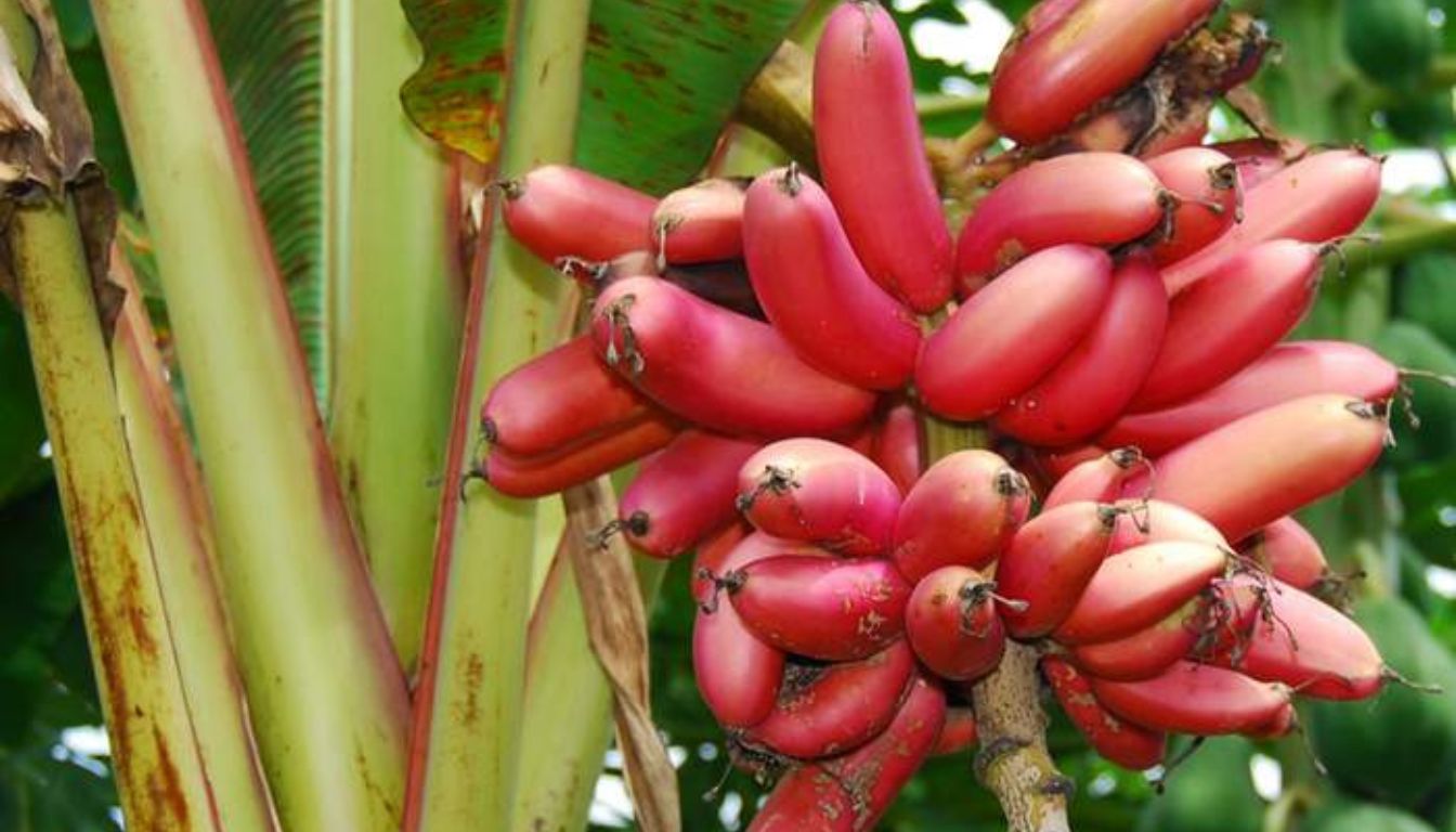the-ultimate-guide-to-growing-red-banana-plants-2026