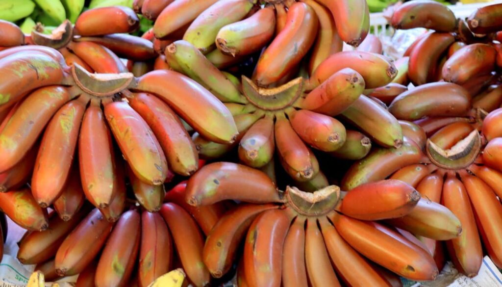 A thriving red banana plant with lush green leaves and vibrant reddish fruit, growing in a well-maintained garden.