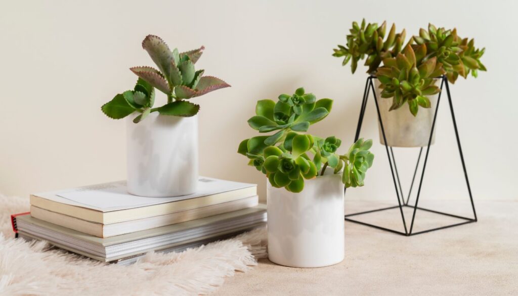 A serene arrangement of potted plants, including succulents and leafy greens, placed in decorative containers on a table surrounded by soft natural light.