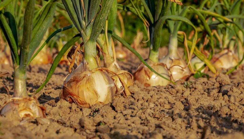 A variety of multiplying onions, including potato onions, shallots, and Egyptian walking onions, displayed on a rustic wooden surface.