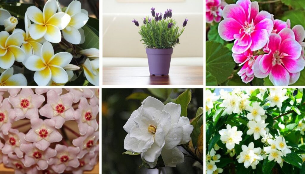 A variety of fragrant indoor plants, including lavender, jasmine, and gardenia, arranged beautifully in a cozy living room setting.