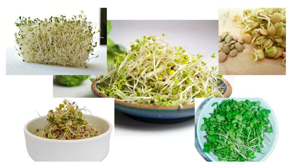 A colorful selection of five types of sprouts, including alfalfa, broccoli, mung bean, lentil, and radish sprouts, neatly arranged in bowls and on plates in a bright kitchen setting.