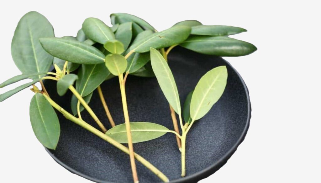 Azalea cuttings arranged on a propagation tray, showcasing fresh green leaves and budding blooms ready for growth.