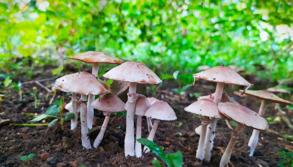 A close-up of clusters of mushrooms sprouting in a backyard garden, nestled among rich mulch and vibrant foliage.