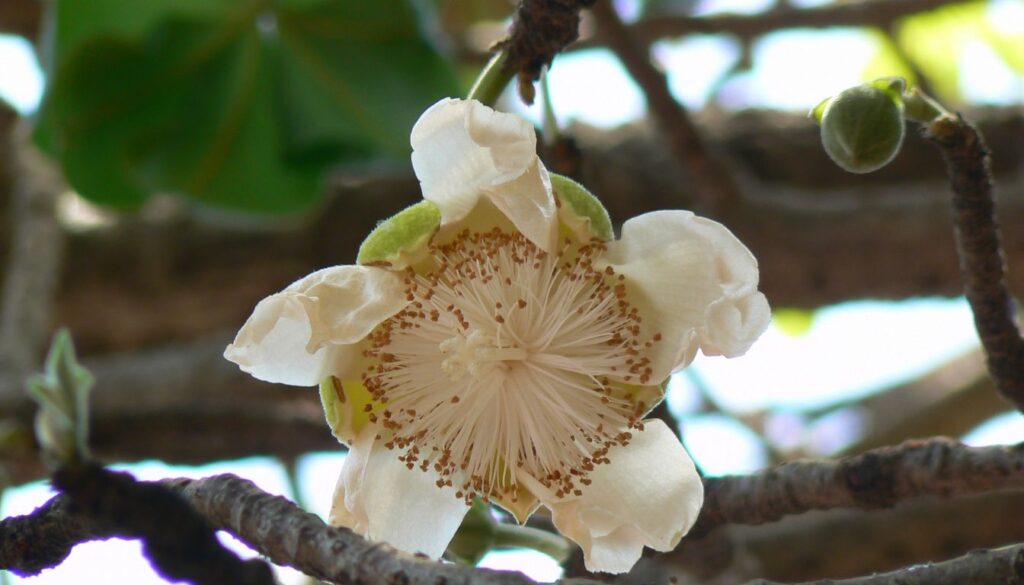 Close-up view of a vibrant baobab flower with delicate petals against a natural backdrop.