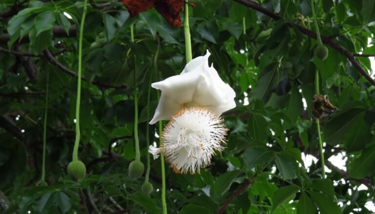 Baba Flower Baobab Flower: Beauty, Benefits & Cultural Impact (2026)