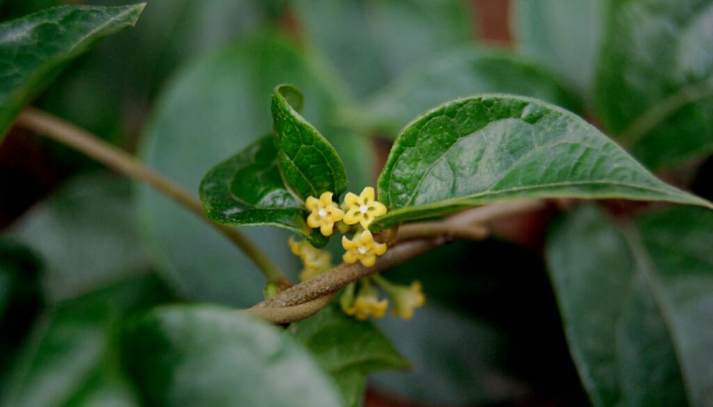 A display of fresh Gymnema leaves arranged alongside a cup of Gymnema herbal tea on a wooden table, symbolizing natural remedies for health.