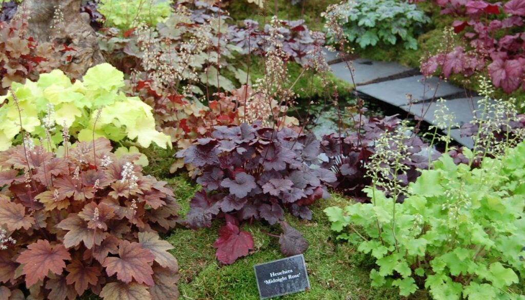 A colorful display of Heuchera plants with foliage in vibrant shades of lime green, burgundy, and deep purple, arranged in a beautifully landscaped garden.