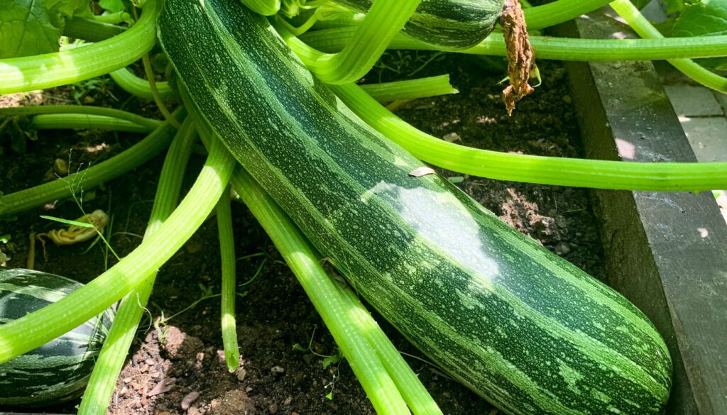 "A healthy zucchini plant growing in a sleek black container, with vibrant green leaves and a developing zucchini fruit, set on a mulched garden bed