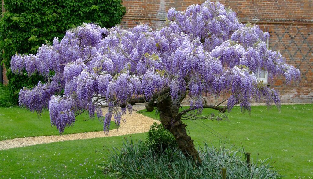 A cascading wisteria vine in full bloom, draping over a wooden pergola with clusters of purple flowers, creating a serene and picturesque garden scene.