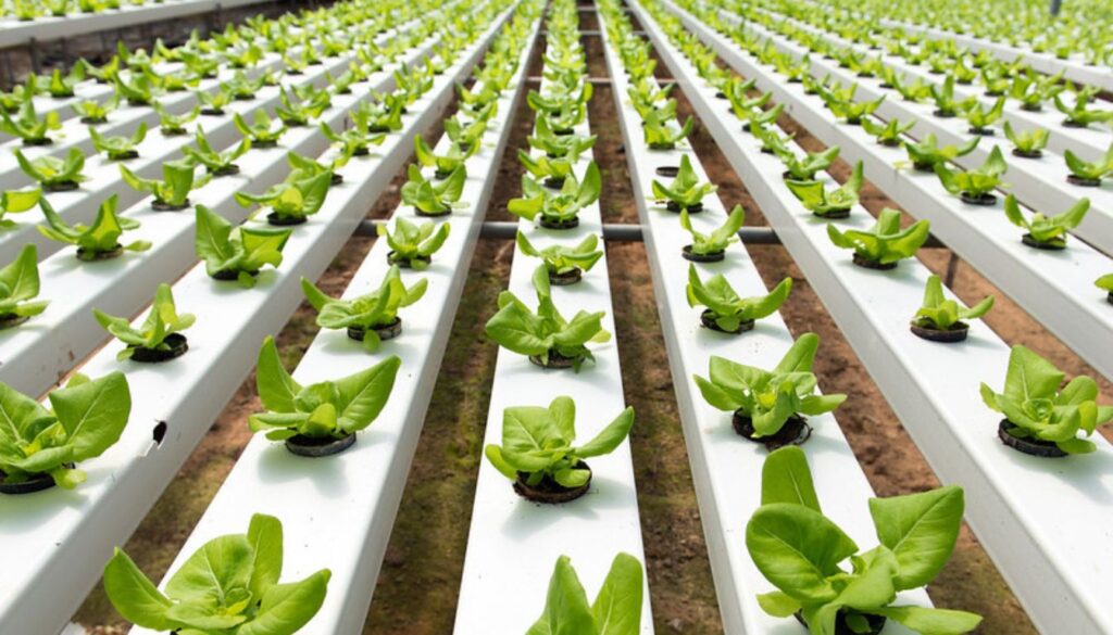 A modern hydroponic garden with rows of green plants growing in neat, water-filled trays.