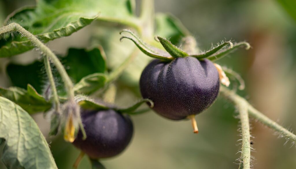 Close-up of two black tomatoes hanging on a vine with green leaves in the background, highlighting their rich color and freshness.