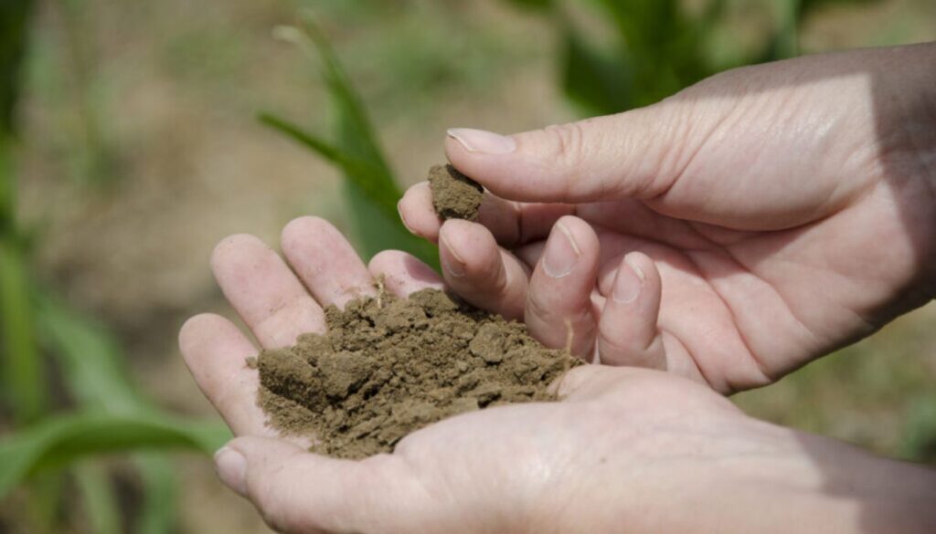 Hands holding and examining dry, crumbly soil in a garden surrounded by green plants.