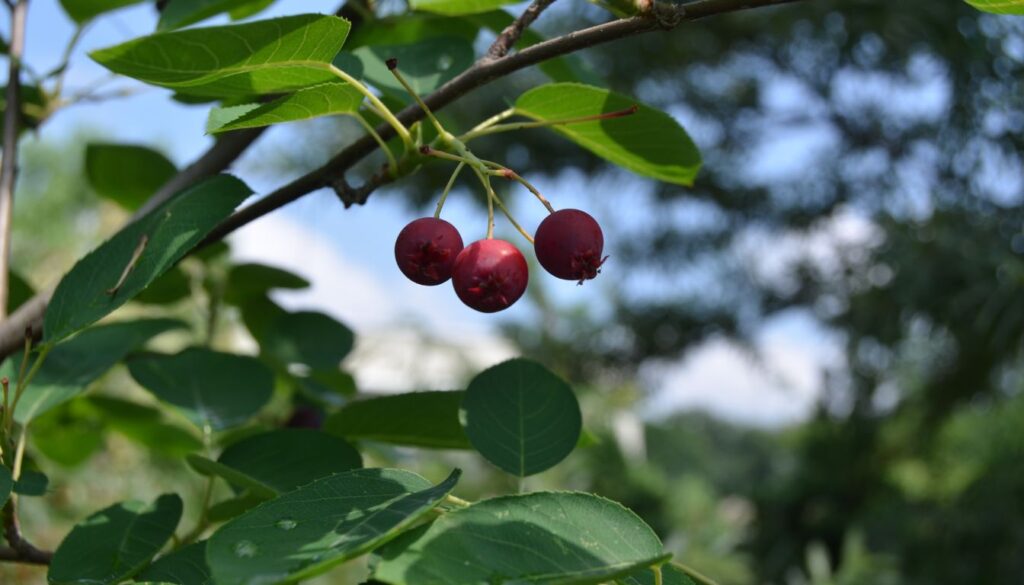 A cluster of ripe wild blackberries on a thorny branch, surrounded by green leaves in a natural outdoor setting.