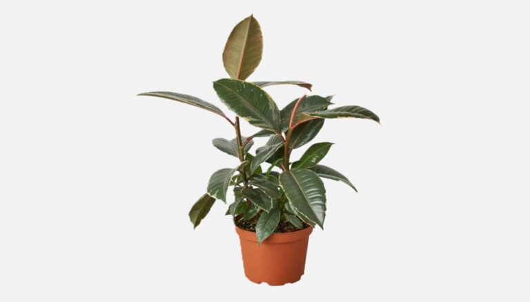 Ficus Elastica Care: Tips and Benefits for Indoor Gardening (2026)