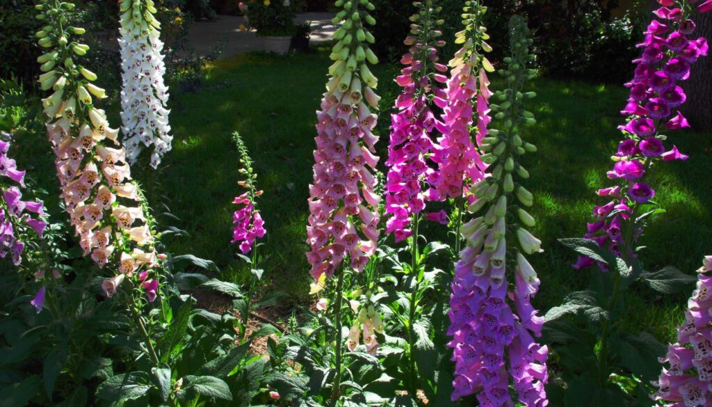 A close-up view of colorful foxglove flowers in full bloom, showcasing their tall stems adorned with tubular blossoms against a lush green garden background.