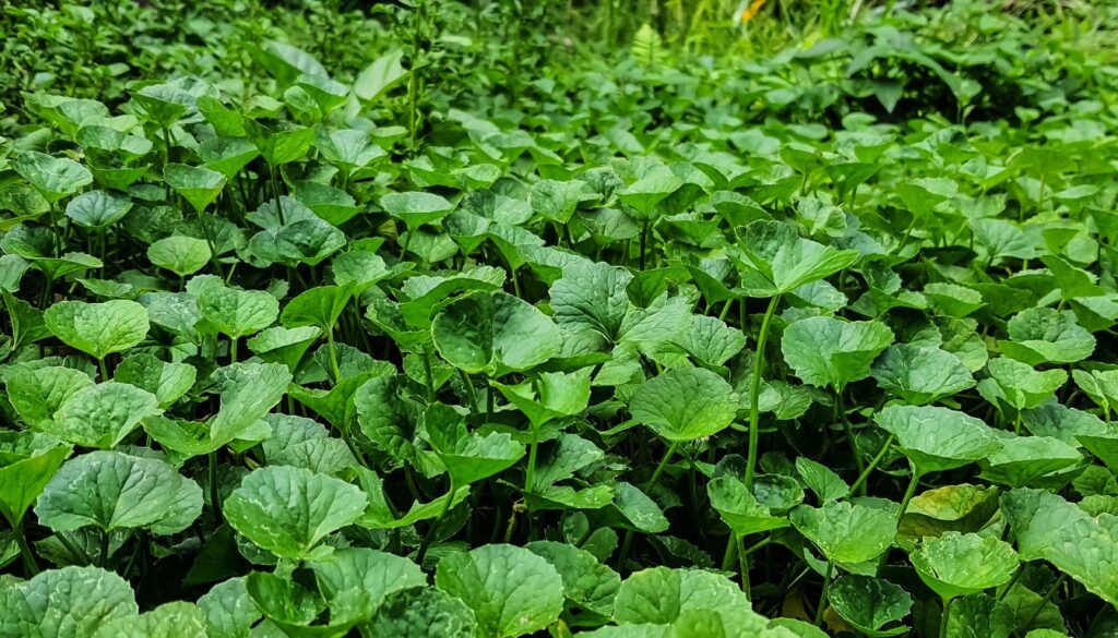 Fresh Gotu Kola leaves on a wooden table, with a small mortar and pestle beside them.