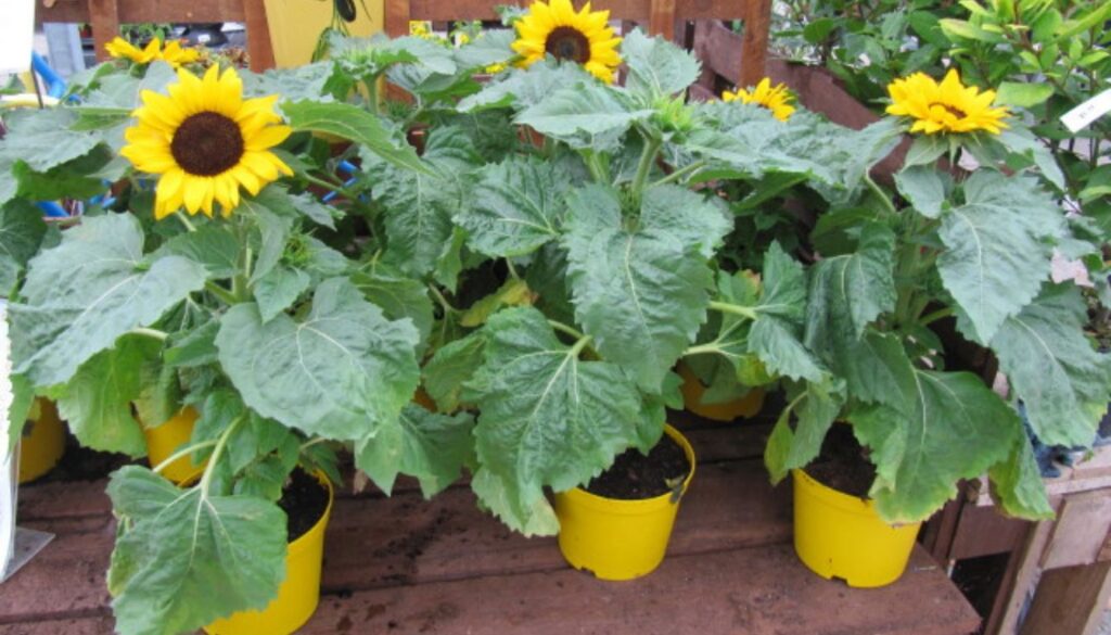 A vibrant sunflower flourishing in a container on a sunny patio, showcasing expert container gardening.