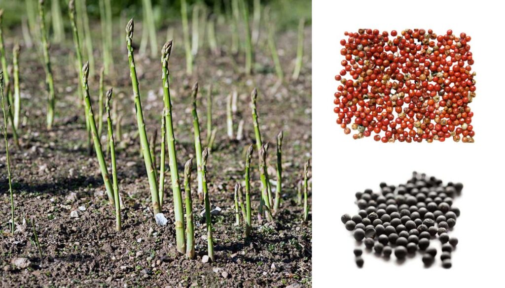 A close-up view of young asparagus sprouts emerging from soil in a well-prepared garden bed.