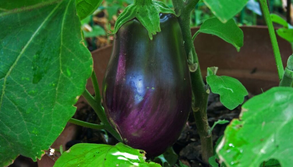 A glossy dark purple eggplant thriving in a container garden with lush green leaves.