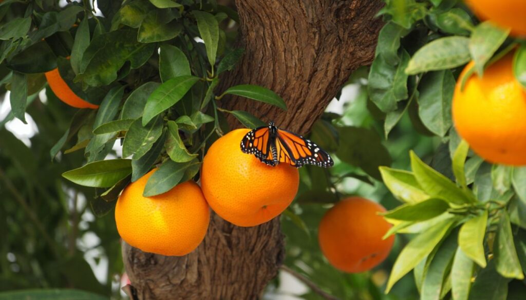A vibrant navel orange tree in a backyard, loaded with ripe oranges and surrounded by lush greenery under a sunny sky.