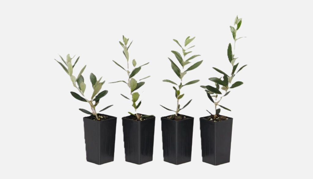 A young olive tree seedling in a small terracotta pot, placed on a wooden table with sunlight streaming in.