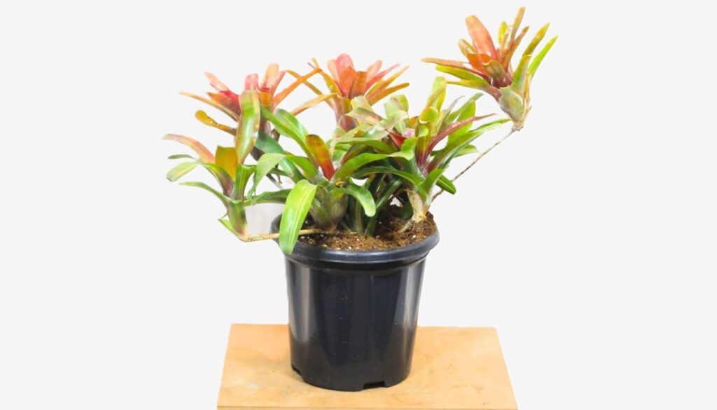 A vibrant bromeliad with colorful, textured leaves thriving near a sunlit window in a modern indoor space.