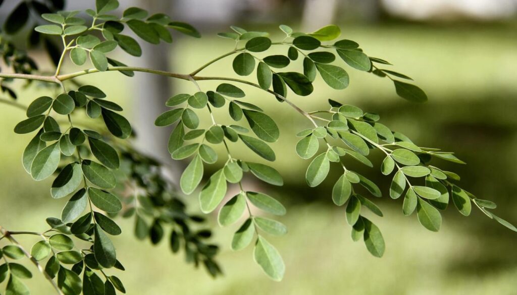 Close-up of vibrant green Moringa Oleifera leaves with detailed texture and natural shine.