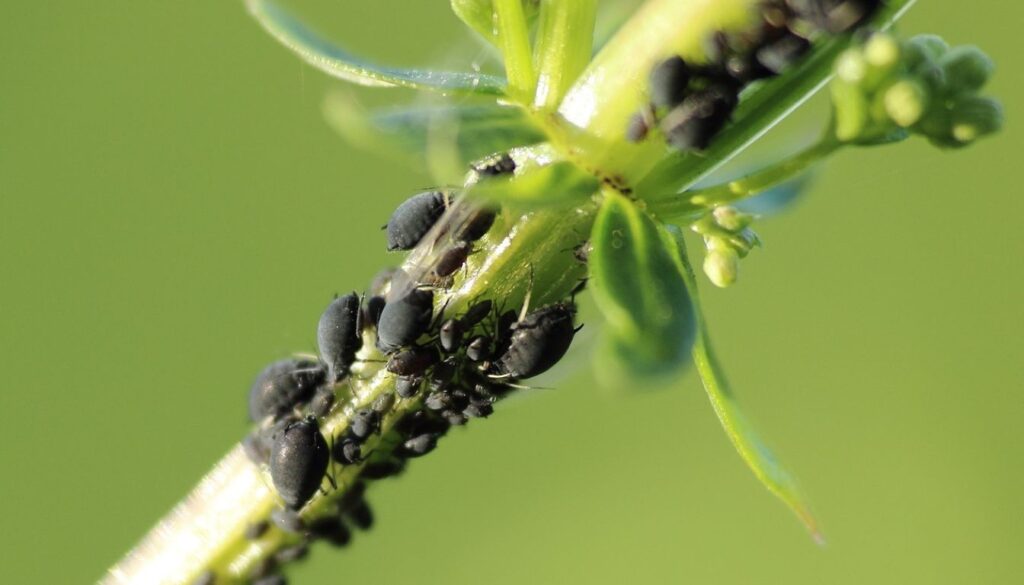 Close-up of green leaves on a plant stem infested with black aphids, highlighting a common garden pest problem.
