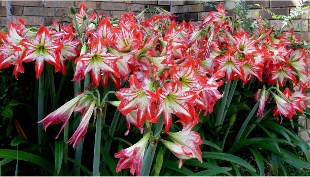 A vibrant outdoor garden displaying blooming amaryllis flowers in vivid red and pink hues against lush green foliage.