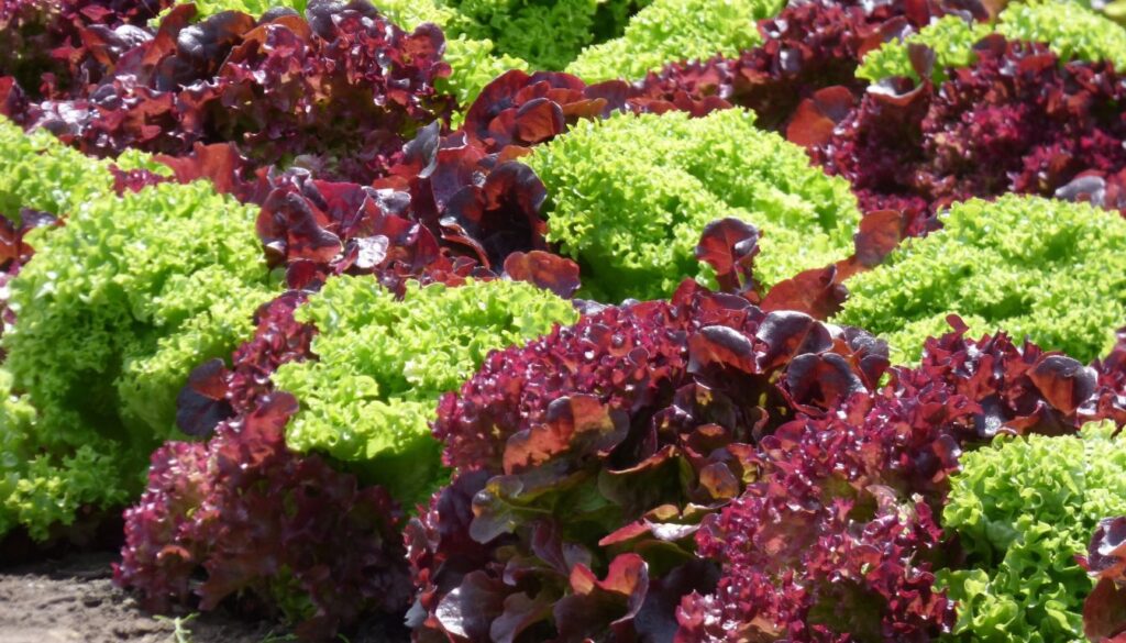 Vibrant red leaf lettuce with crisp, richly tinted leaves flourishing in a garden container.