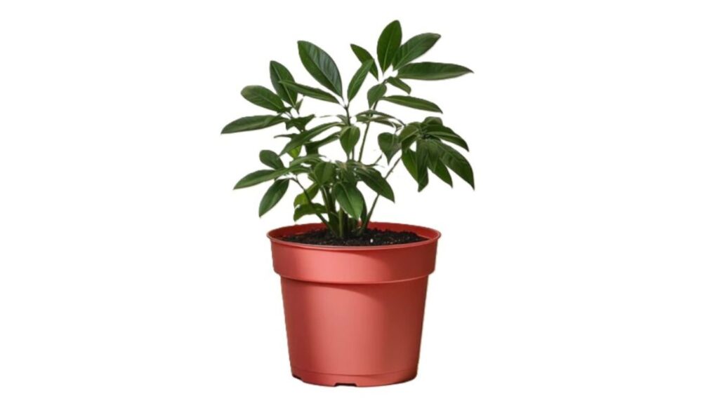 A lush Schefflera plant in a modern ceramic pot, showcasing glossy green leaves and a vibrant appearance.